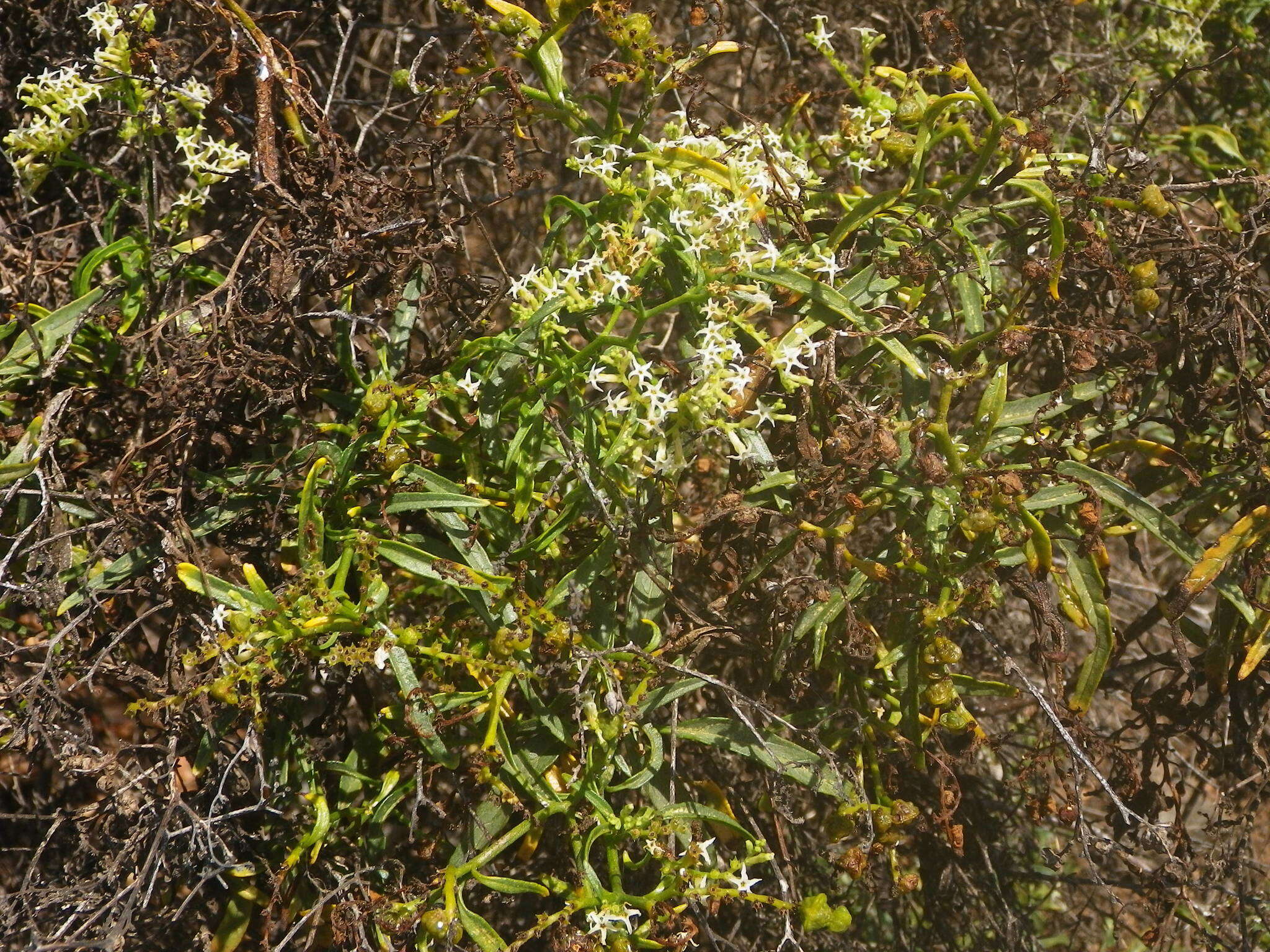 Imagem de Heliotropium messerschmidioides Kuntze