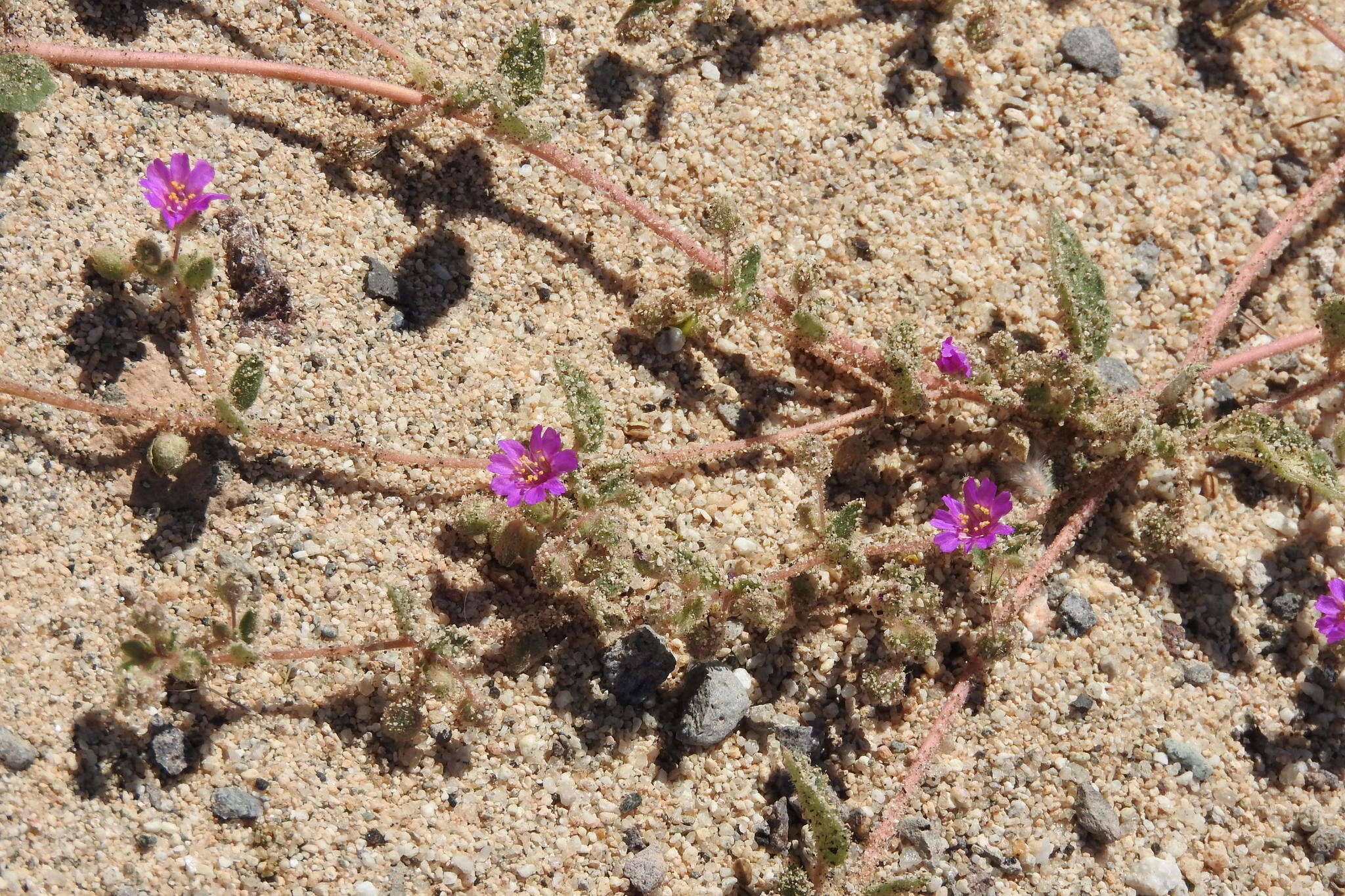 Imagem de Allionia incarnata var. villosa (Standl.) Munz