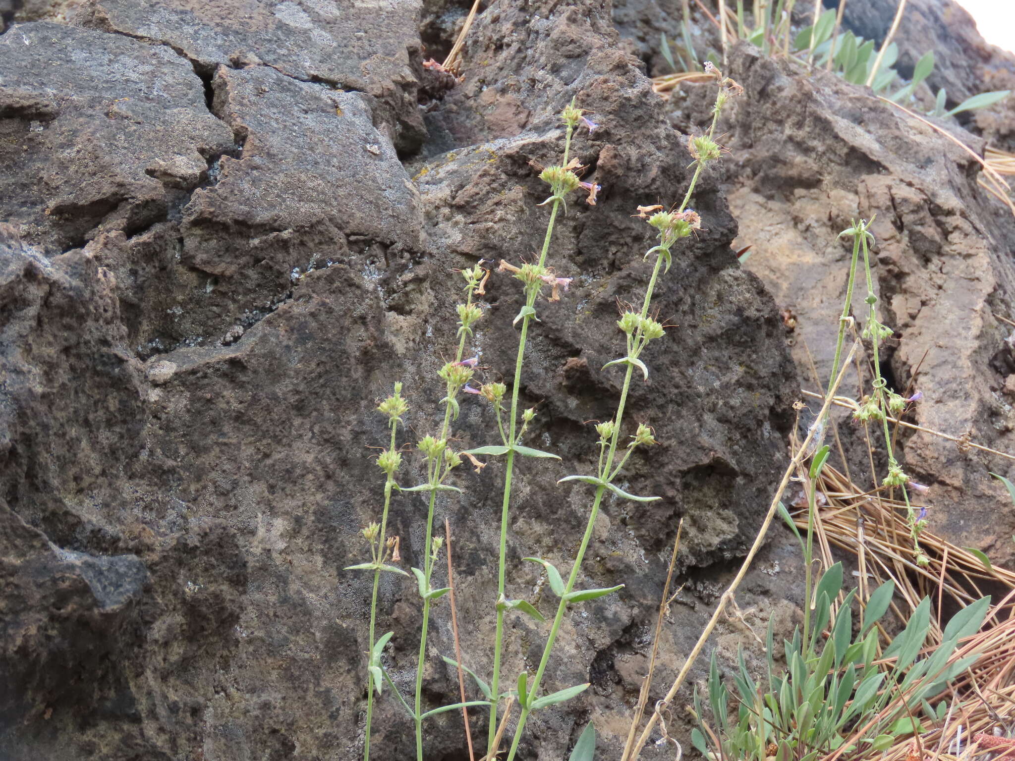 Image of low beardtongue