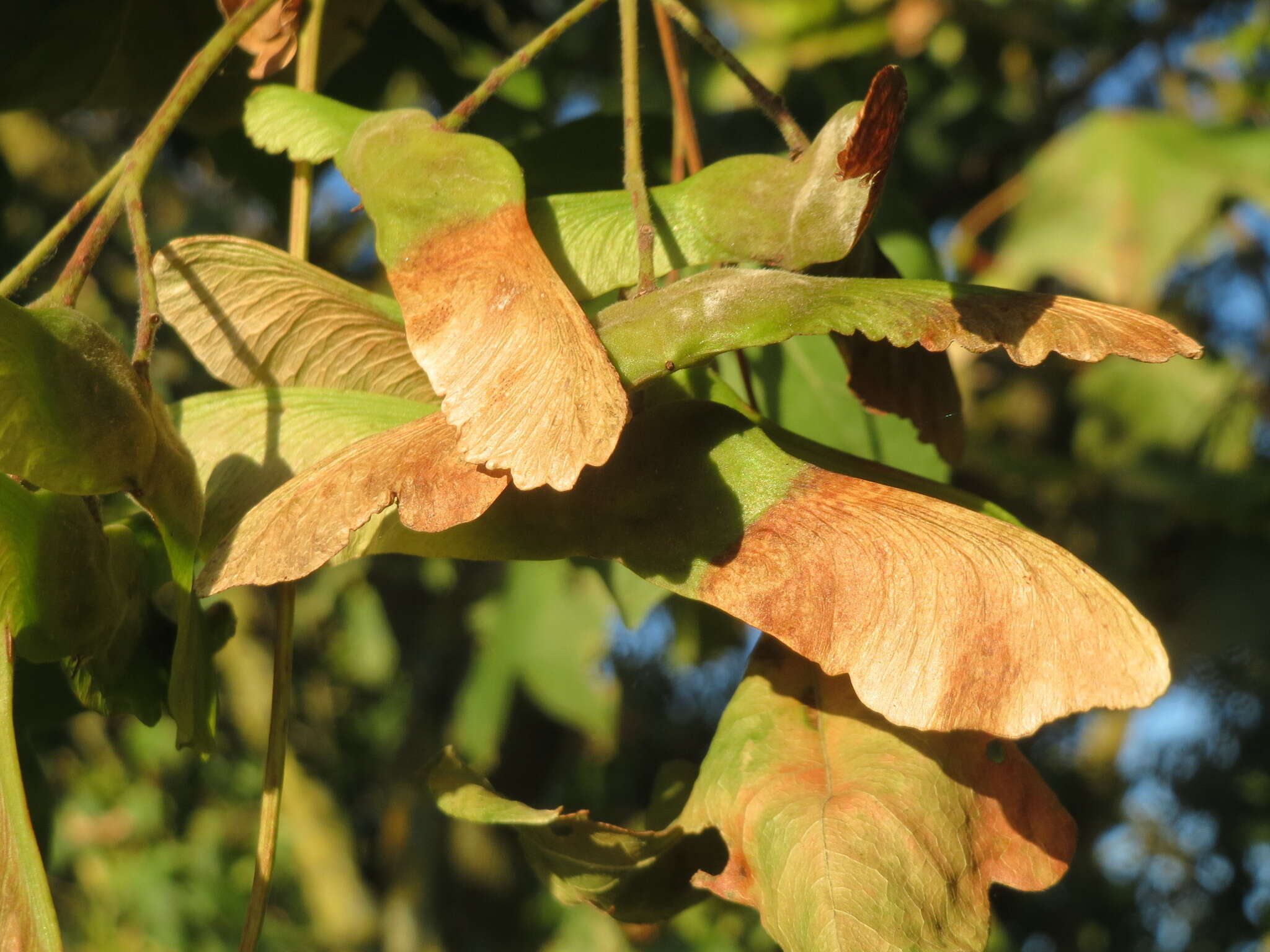 Image of Field Maple