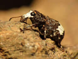 Imagem de Eurymycter fasciatus (Olivier 1795)