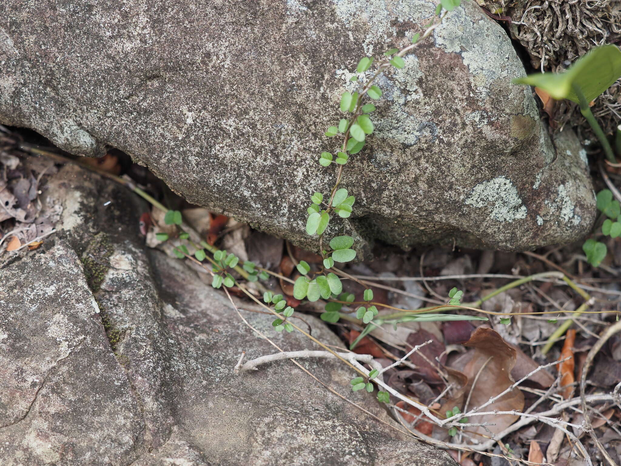 Слика од Ipomoea eggersii (House) D. F. Austin