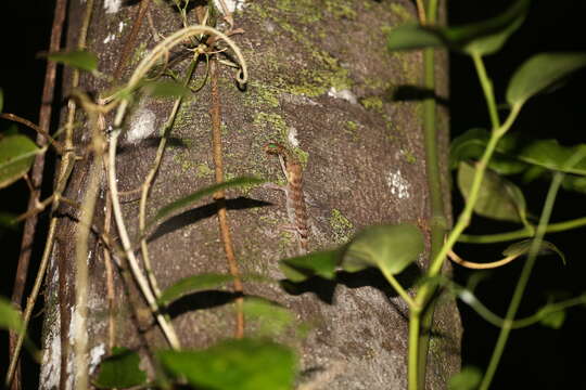 Image of Pacific Slender-toed Gecko