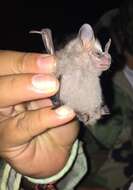 Image of pygmy fruit-eating bat