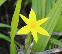 Image of Empodium veratrifolium (Willd.) M. F. Thomps.