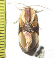 Image of Thyatirina achatina Weymer 1896
