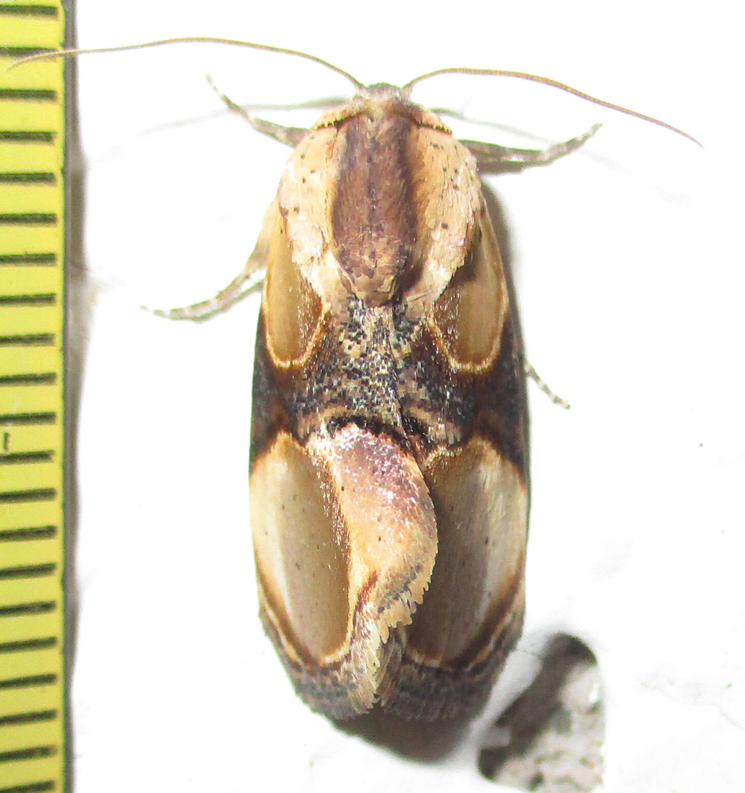 Image of Thyatirina achatina Weymer 1896