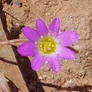 Слика од Calandrinia ptychosperma F. Müll.