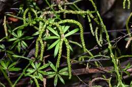 Image of Pseudodiphasium volubile (G. Forst.) Holub