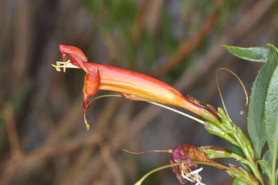 Image of Tecoma fulva subsp. garrocha (Hieron.) J. R. I. Wood