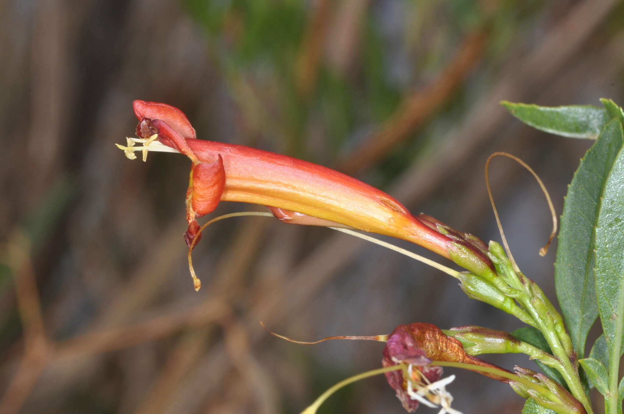 Image of Tecoma fulva subsp. garrocha (Hieron.) J. R. I. Wood