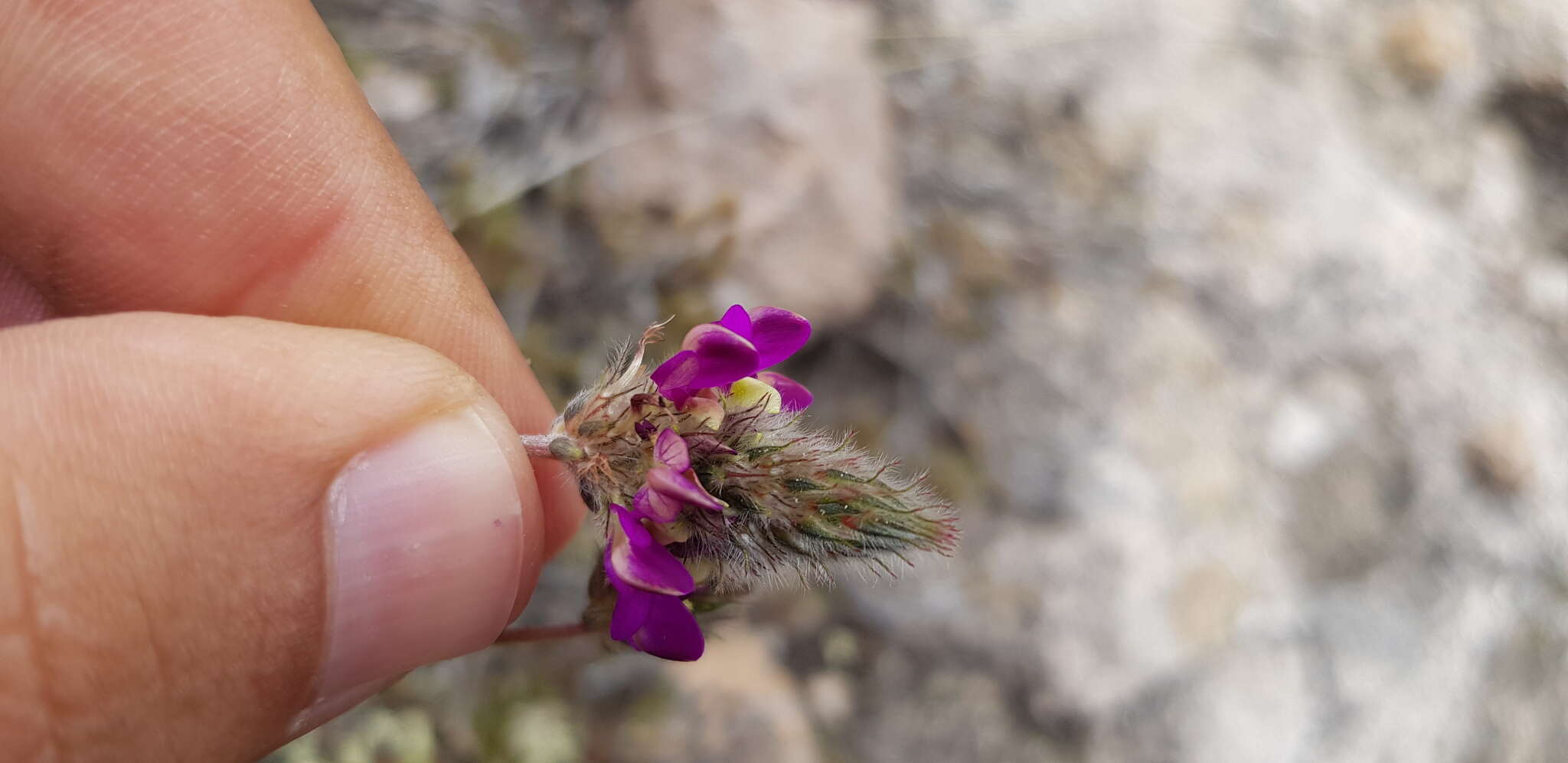 Image de Dalea sericea Lag.