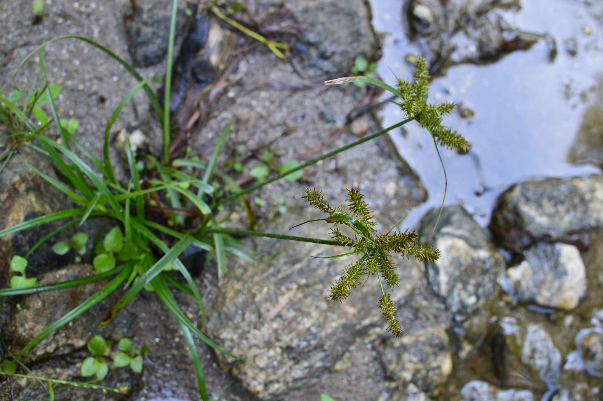 Слика од Cyperus cyperoides (L.) Kuntze