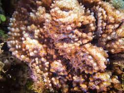 Image of Flat Lettuce Coral