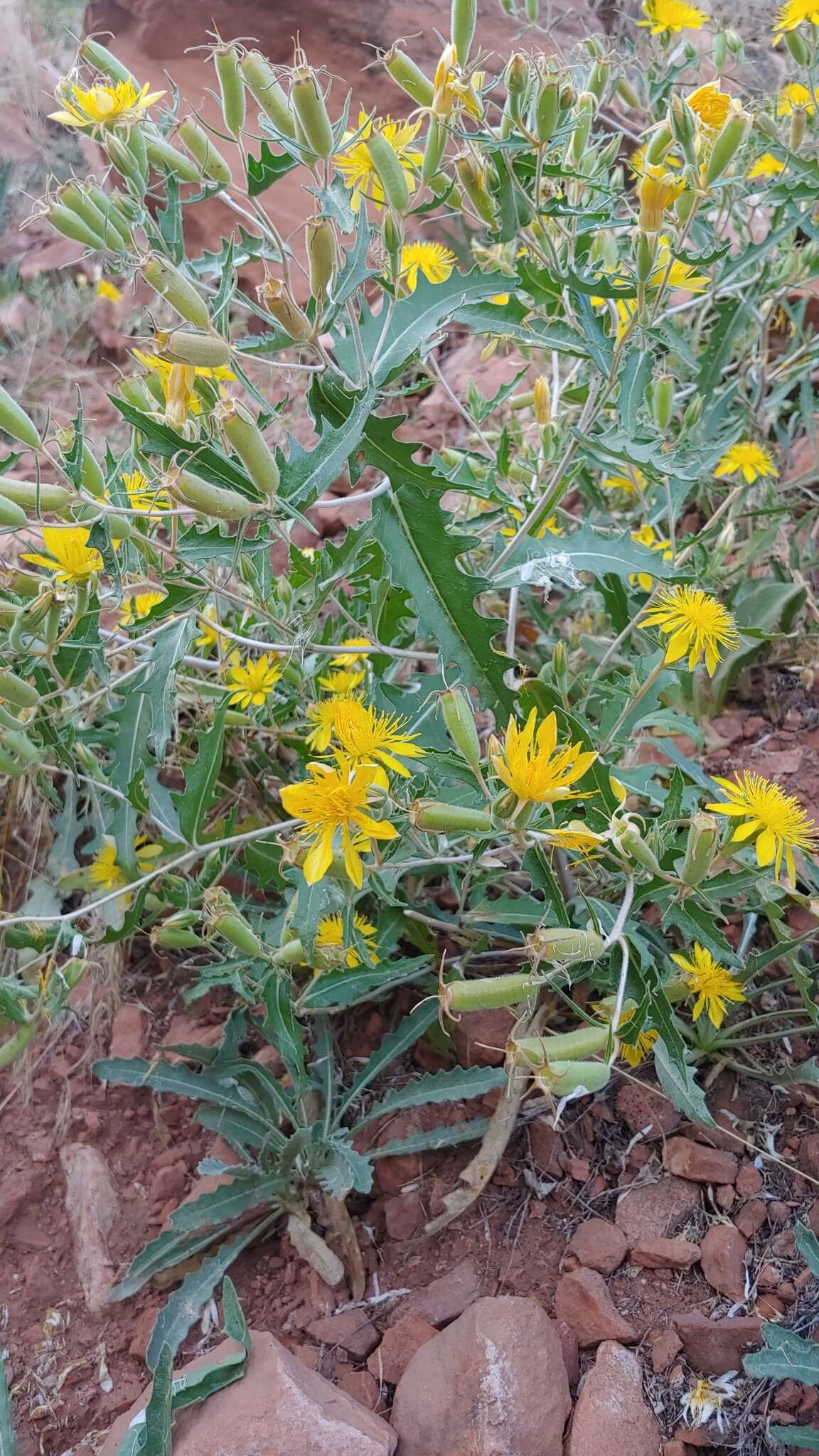 Image of jeweled blazingstar