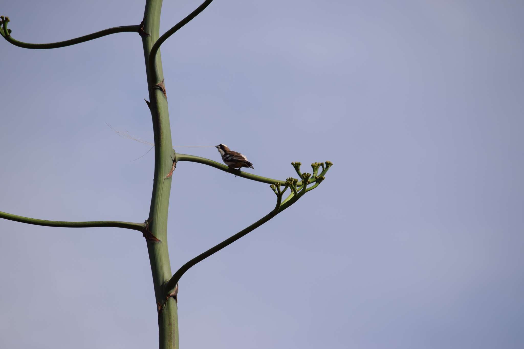 Image of sparrow-weaver