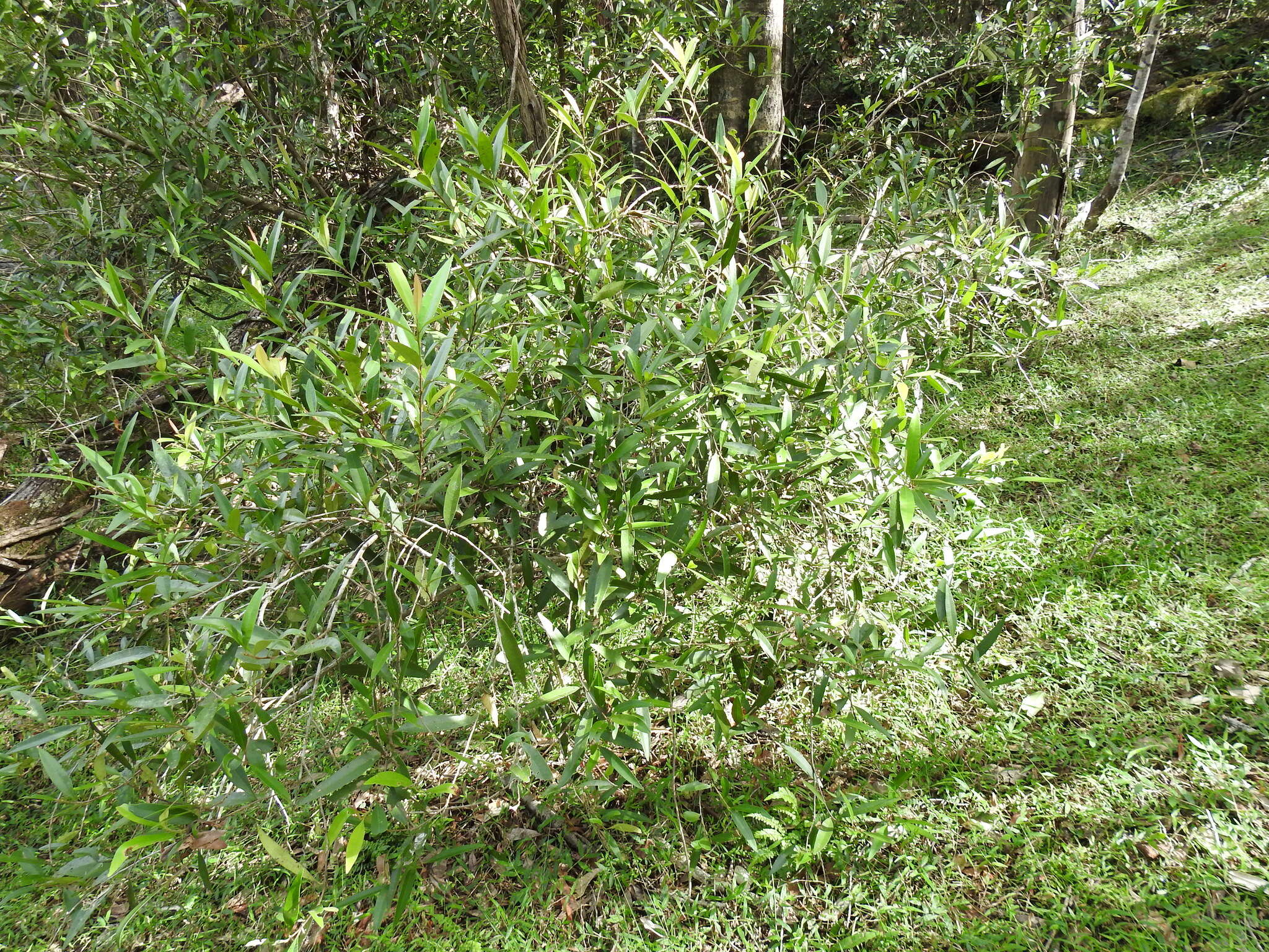 Image of Quassia bidwillii (Hook. fil.) Nooteboom