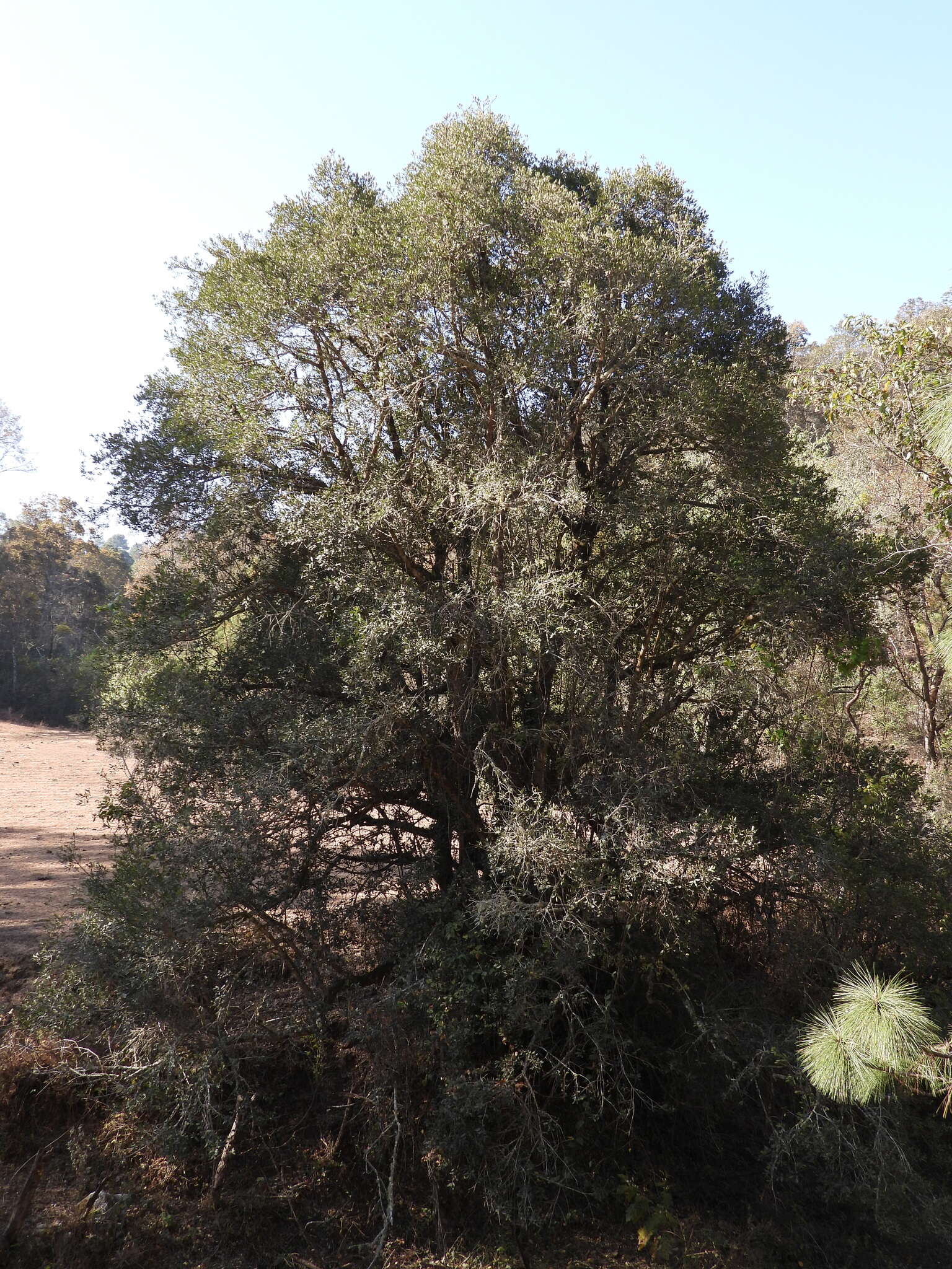 صورة Ilex discolor var. tolucana (Hemsl.) Edwin ex T. R. Dudley