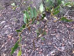 Image of Acacia complanata A. Cunn. ex Benth.