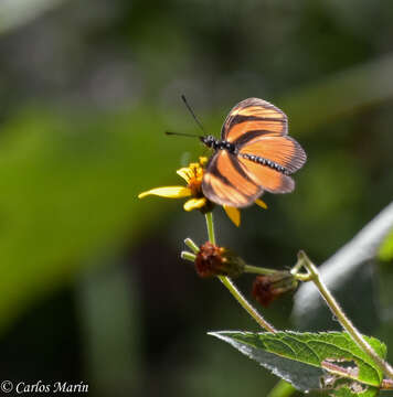 Eueides lineata Salvin & Godman 1868的圖片