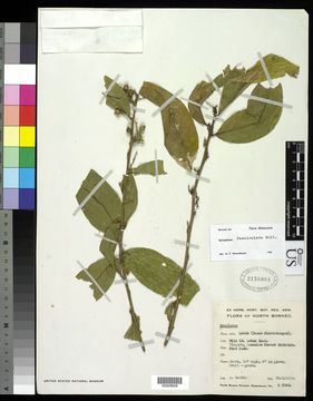 Image of <i>Symplocos fasciculata</i> (Roxb.) Zoll.