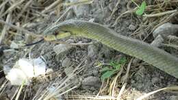 Image of Italian Aesculapian Snake