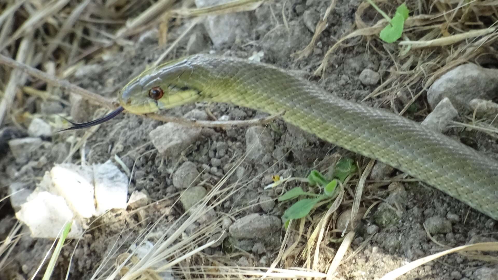 Image of Italian Aesculapian Snake