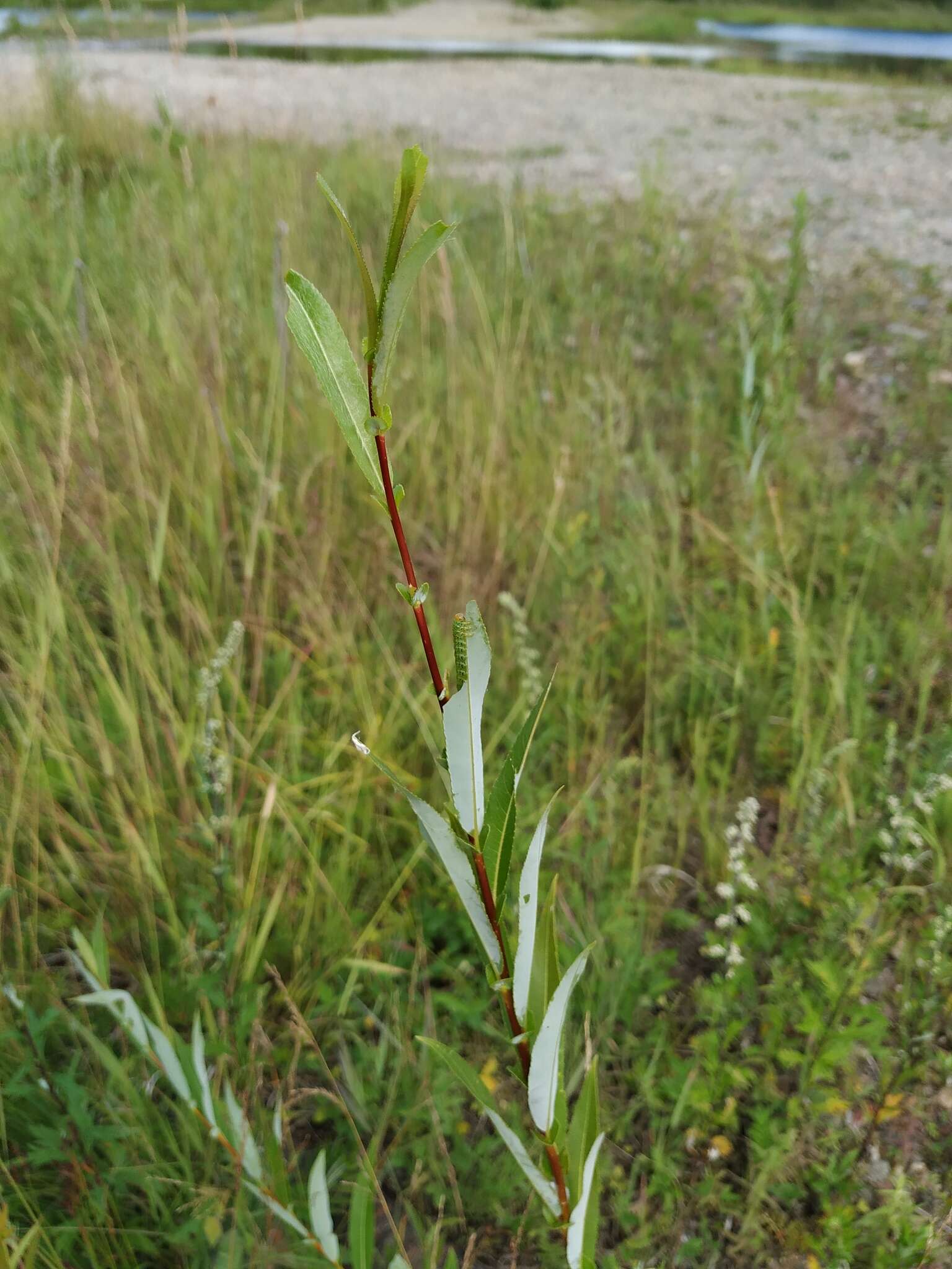 Image of Sachalin Willow