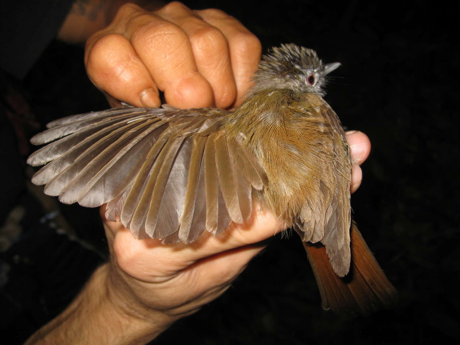 Image of Sooty-capped Babbler