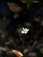 Utricularia quinquedentata F. Mueller ex P. Taylor resmi