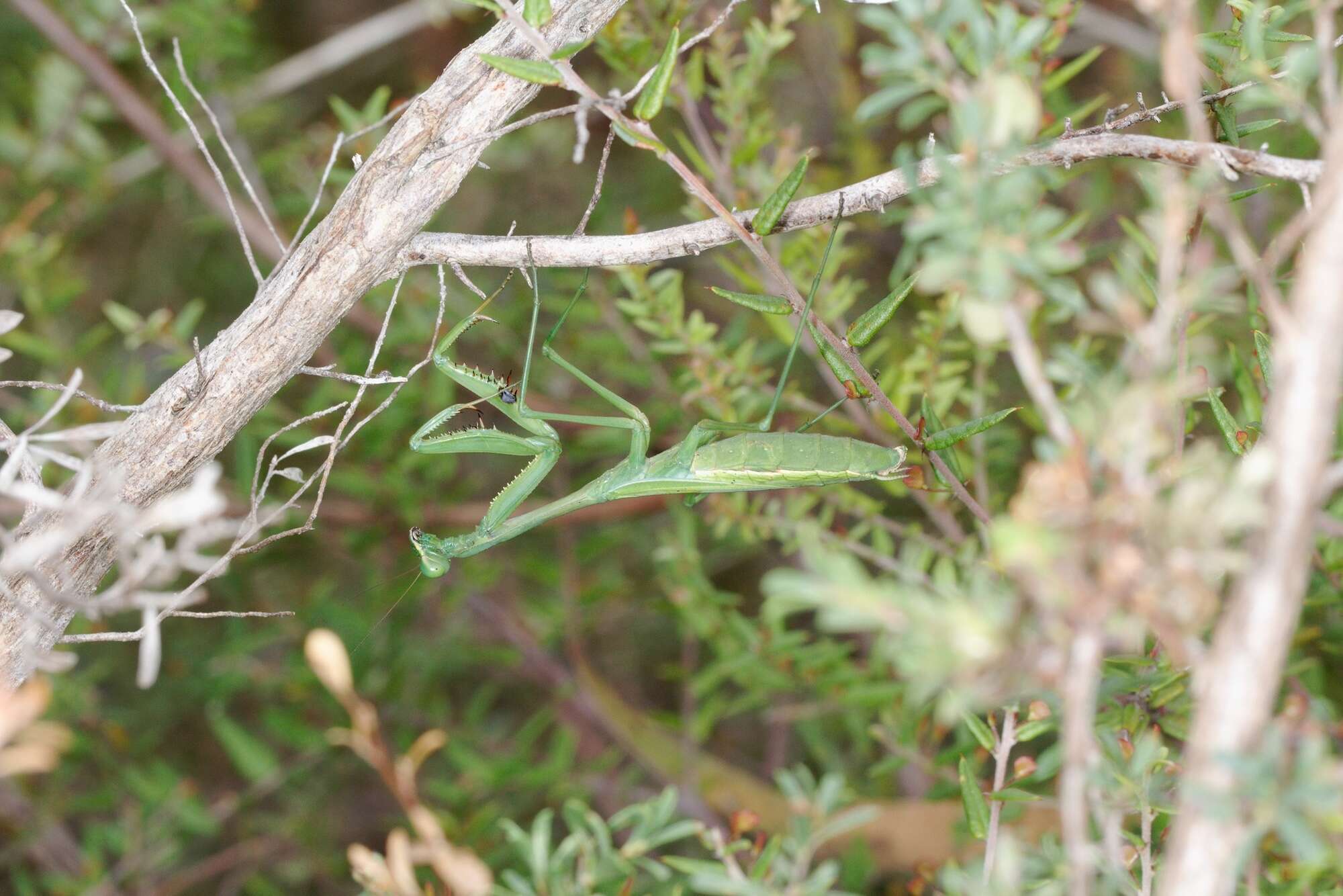 Image of Pseudomantis