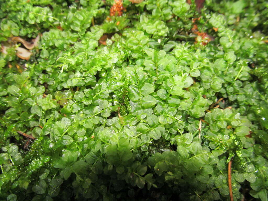 Image of many-fruited thyme-moss