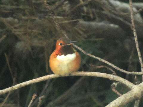 Image de Colibri roux