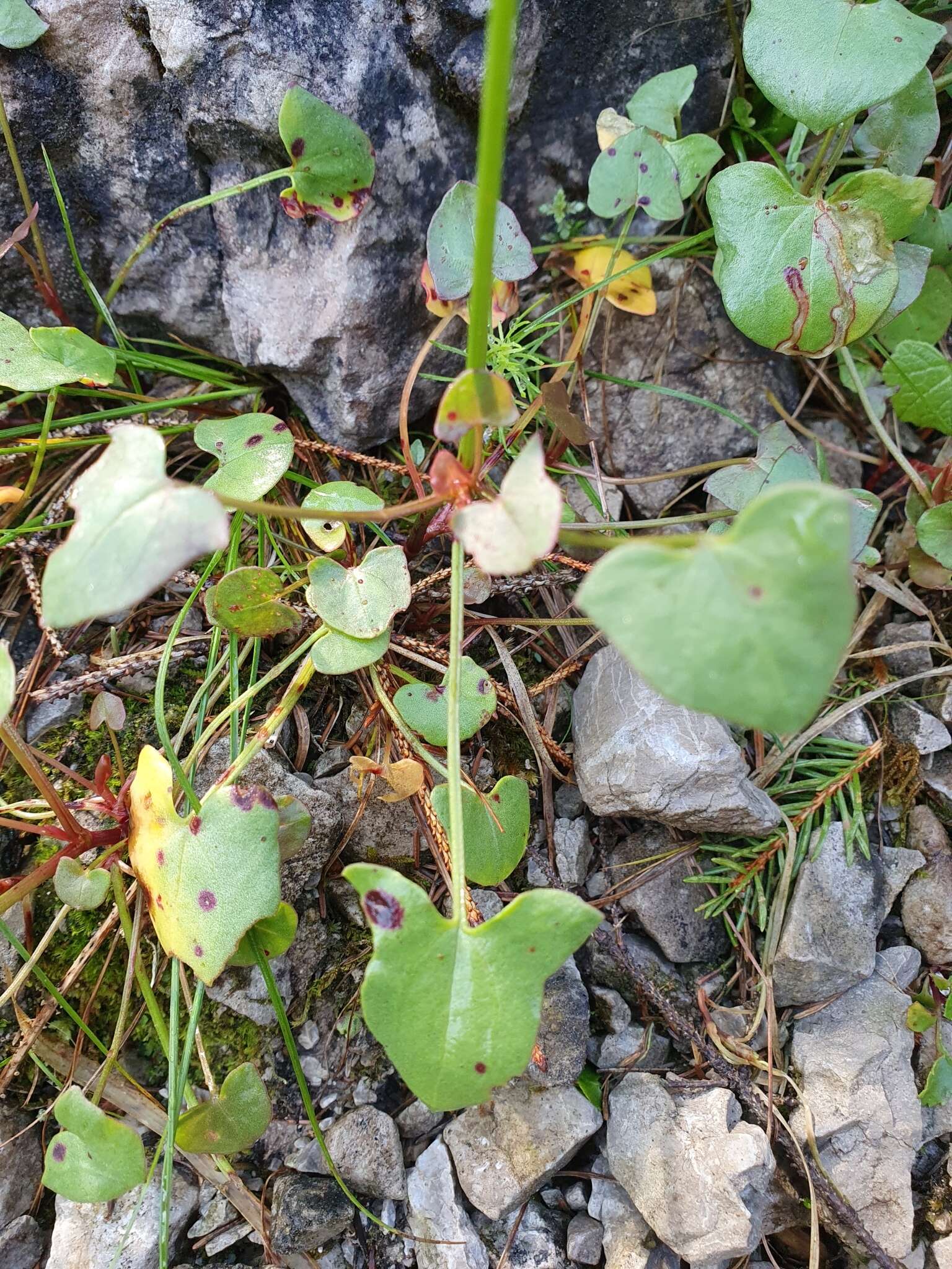 Rumex scutatus L. resmi