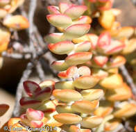 Image of Crassula rupestris subsp. rupestris