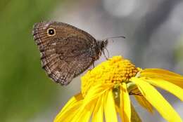 Image of Small Wood Nymph