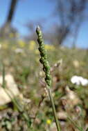 Image of quakinggrass