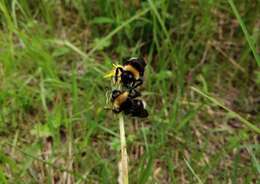 Image of Ashton's Cuckoo Bumblebee