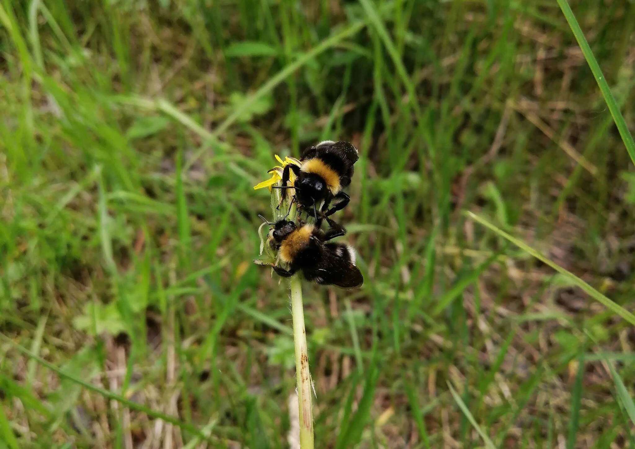 Image of Ashton's Cuckoo Bumblebee