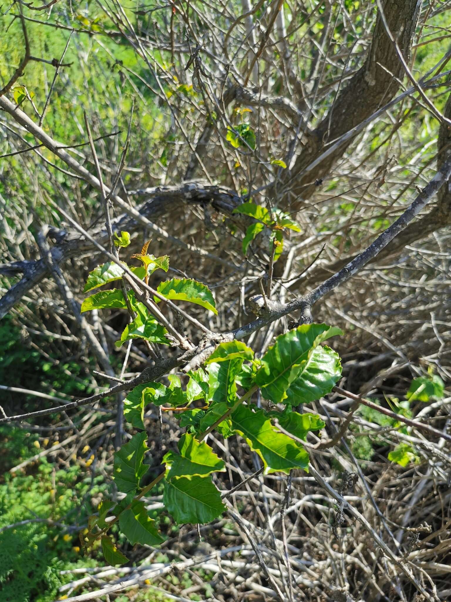 Image of Schinus latifolius (Gillies ex Lindl.) Engl.