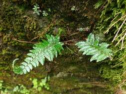 Image de Polystichum parvipinnulum Tag.