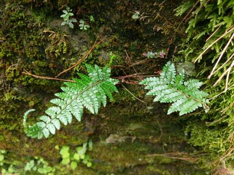 Image de Polystichum parvipinnulum Tag.