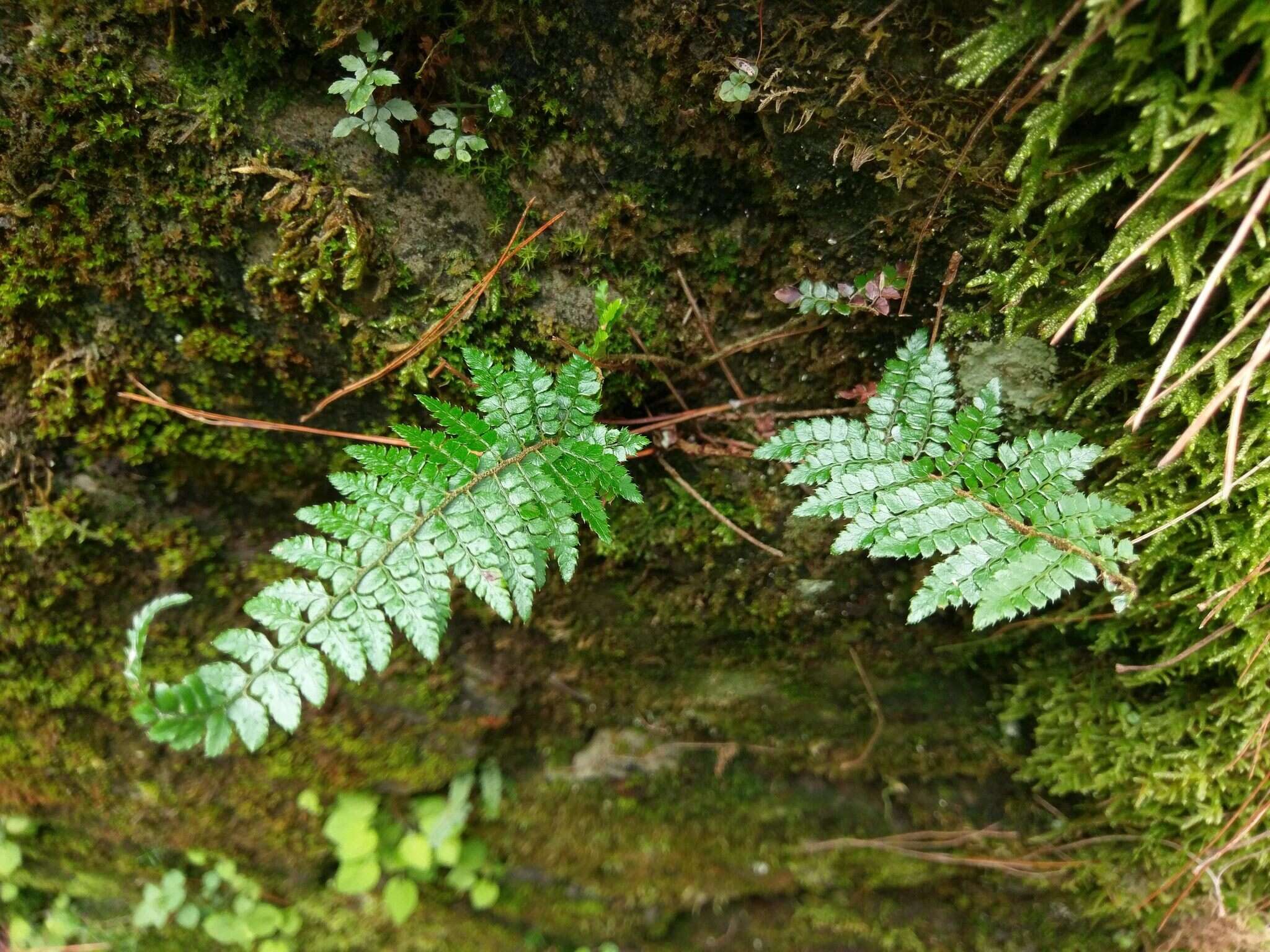 Imagem de Polystichum parvipinnulum Tag.