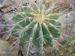 Image of Emory's barrel cactus