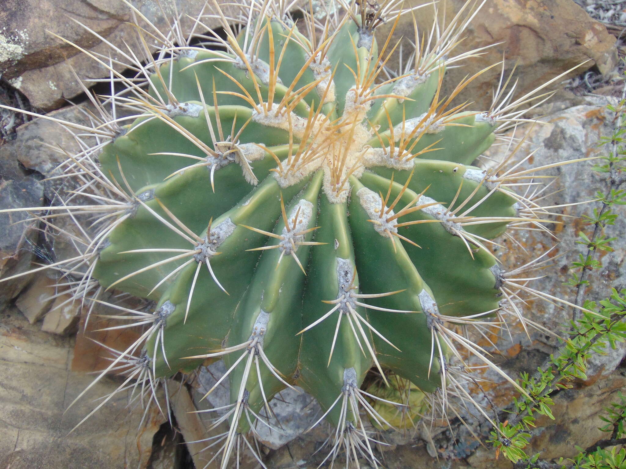 Image of Emory's barrel cactus