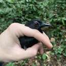 Image of Goeldi's Antbird