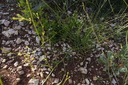 Image of Bupleurum rigidum subsp. paniculatum (Brot.) H. Wolff