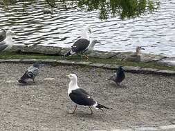 Image of Larus fuscus intermedius Schiøler 1922