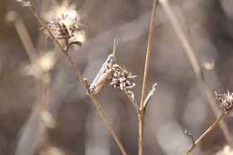 Melanoplus cinereus cyanipes Scudder & S. H. 1897的圖片