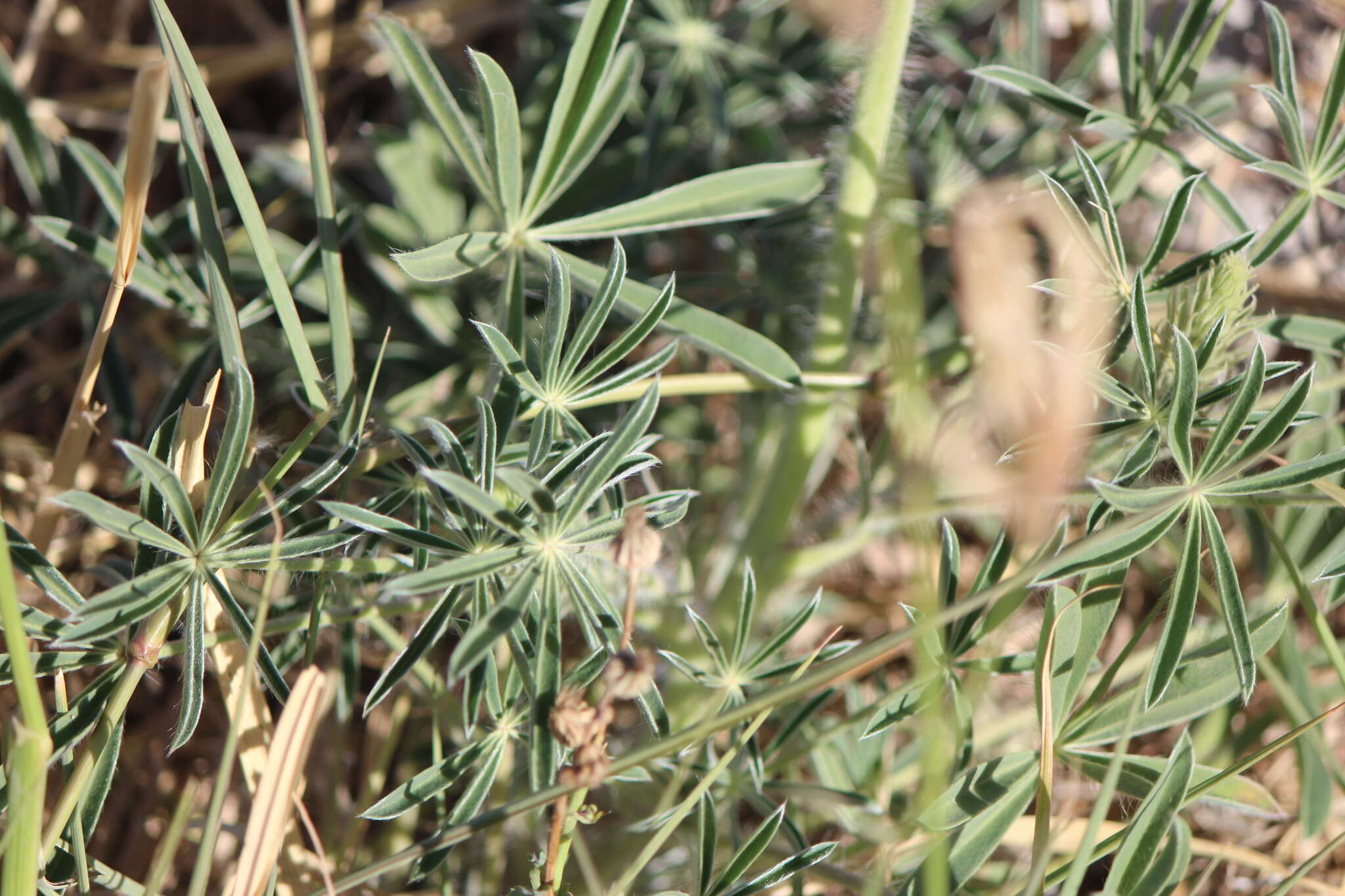 Image of Lupinus montanus Kunth